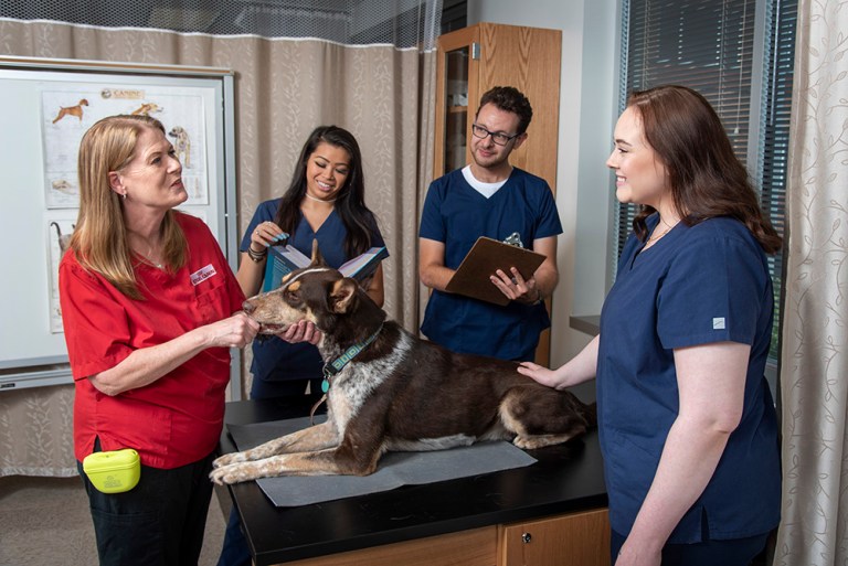 Collin College Veterinary Technology instructor and students work with a dog in a vet tech classroom.